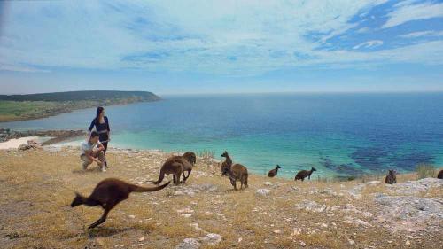 roos on beach